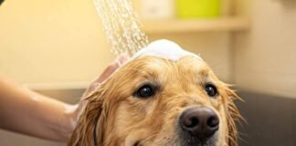 How Often Should You Bathe Your Dog? Experts Weigh In Happy dog getting bathed