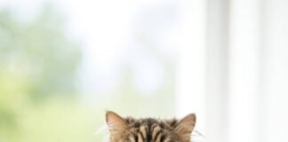 Pet Teeth Cleaning: How to Keep Your Pet’s Teeth Clean (Without a Fight) Happy cat with clean teeth