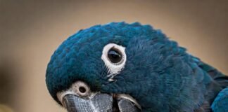 How to Teach Your Parrot to Talk Curious Parrot Close-up