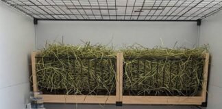 Are Rabbits Good Indoor Pets? Here’s What to Expect Indoor Rabbit Housing