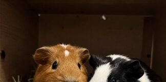 Guinea Pig Care: Your Complete Guide for Happy First-Time Owners two guinea pigs