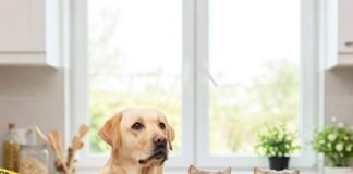 Toxic Treats: 22 Foods You Should Never Feed Your Dog or Cat Dog and Cat Avoiding Unsafe Foods