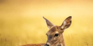 Do Wild Animals Feel Love? Groundbreaking New Research Says Yes! Wild animal love: deer.