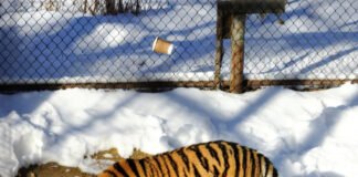 Wildlife News That Could Change the Future of Big Cats Blurry tiger in snowy zoo enclosure with stuffed toy