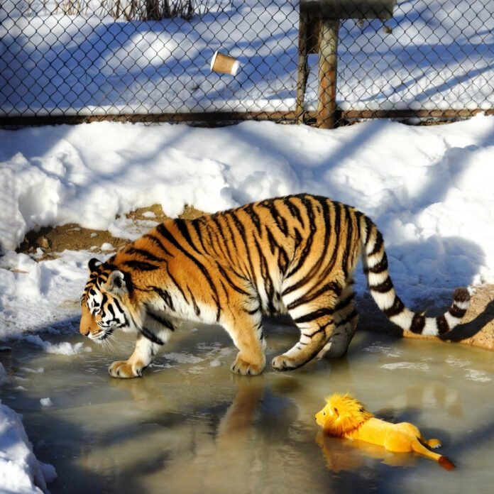 Blurry tiger in snowy zoo enclosure with stuffed toy