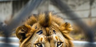 Shocking Lion Facts, You’ve Probably Never Heard Lion staring intensely through chain-link fence