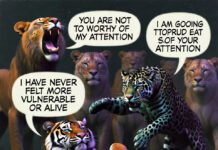 Big Cats Pics That Reveal Their Hidden Personalities Tiger sprawled belly-up on platform, relaxed pose