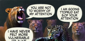 Big Cats Pics That Reveal Their Hidden Personalities Tiger sprawled belly-up on platform, relaxed pose