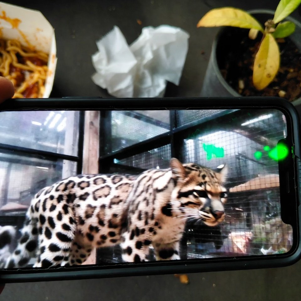 Blurry phone photo of clouded leopard exhibit with takeout mess.