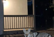 Wildlife News You Won’t See on Mainstream Media Coyote staring directly at camera from porch at night.