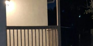 Wildlife News You Won’t See on Mainstream Media Coyote staring directly at camera from porch at night.