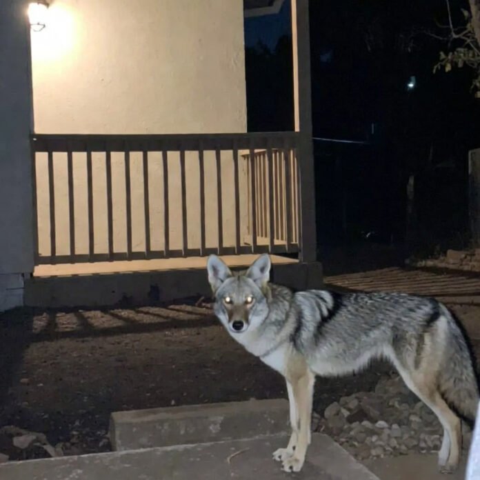 Coyote staring directly at camera from porch at night.