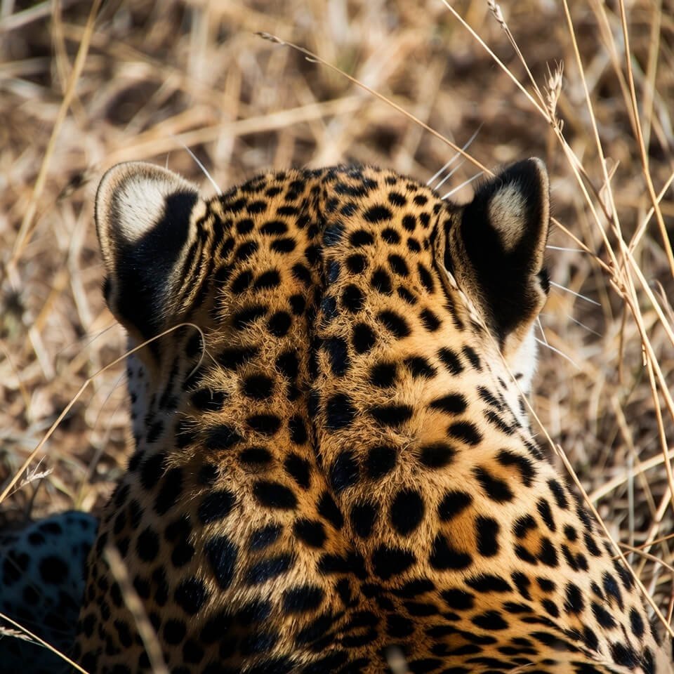 Close-up leopard rosettes from low grass, harsh midday sun.