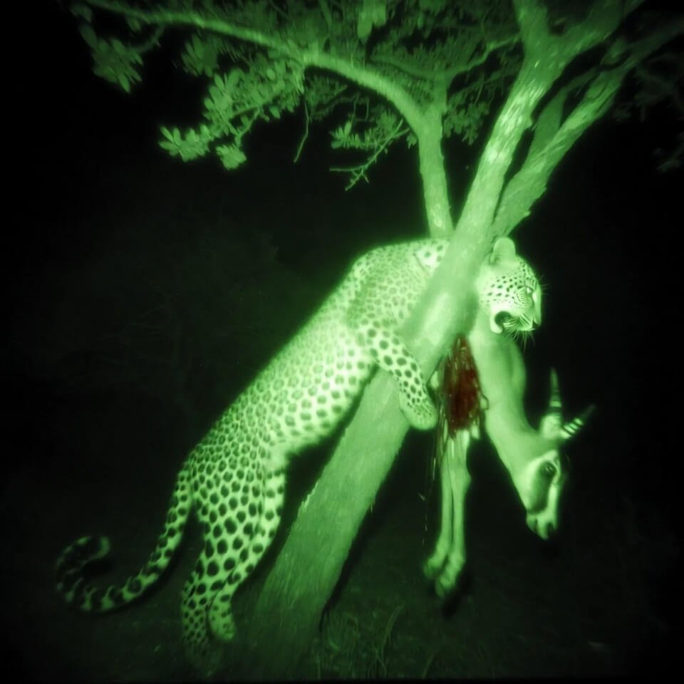 Night-vision leopard dragging impala carcass up tree trunk.
