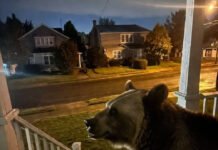 Breaking Wildlife News Every Nature Lover Should Know Curious black bear on suburban porch steps at dusk