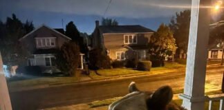 Breaking Wildlife News Every Nature Lover Should Know Curious black bear on suburban porch steps at dusk