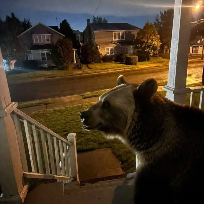 Curious black bear on suburban porch steps at dusk