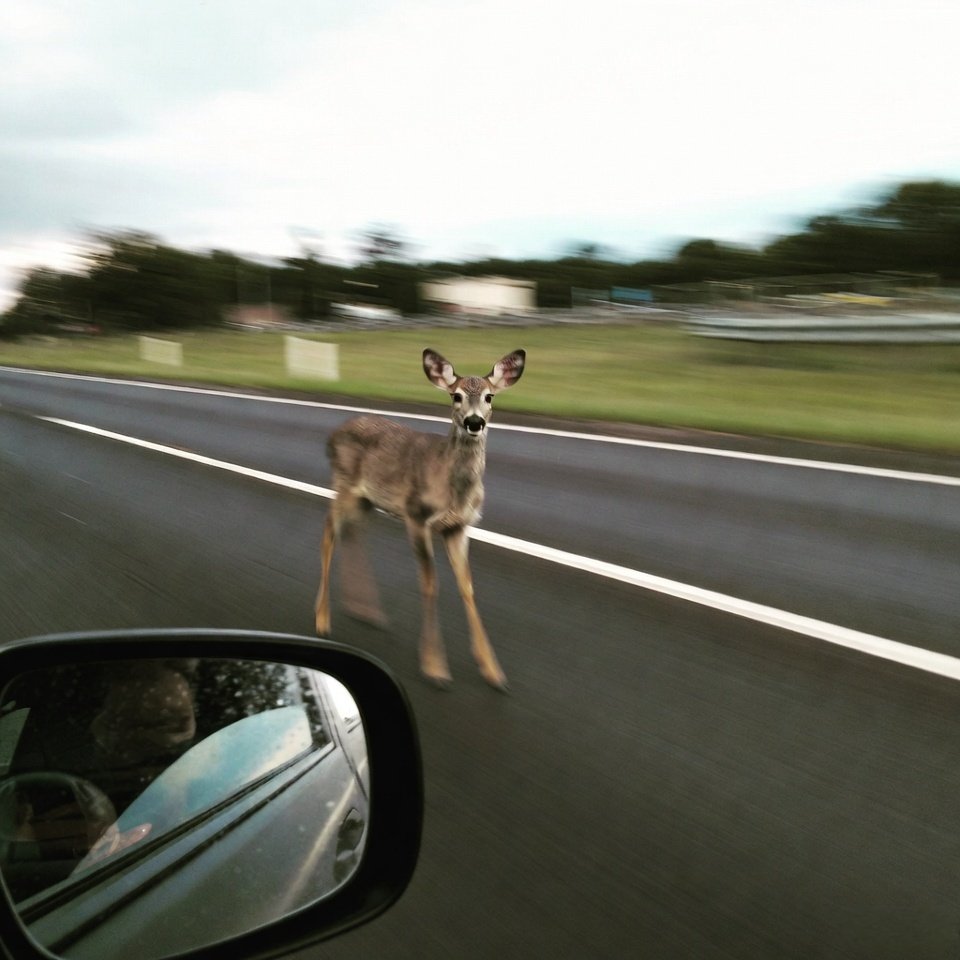 Shaky iPhone shot of fawn frozen in road from car