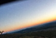 Wildlife News: Major Discoveries Shaping Conservation Crooked dawn forest view with thumb smudge