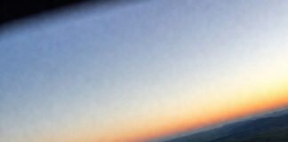 Wildlife News: Major Discoveries Shaping Conservation Crooked dawn forest view with thumb smudge