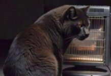 Rare Big Cats Pics You Won’t Find Anywhere Else Judgmental cat stares at owner by glowing space heater at 3:17 a.m.