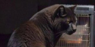Rare Big Cats Pics You Won’t Find Anywhere Else Judgmental cat stares at owner by glowing space heater at 3:17 a.m.